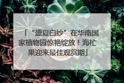 “盛夏白纱”在华南国家植物园惊艳绽放！海杧果迎来最佳观赏期
