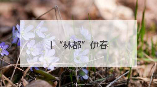 “林都”伊春今夏推出“森系”主题玩法 解锁避暑新体验