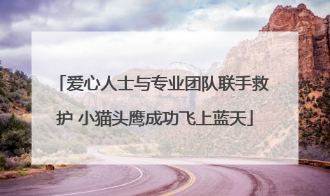 爱心人士与专业团队联手救护 小猫头鹰成功飞上蓝天