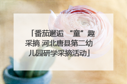 番茄邂逅 “童”趣采摘 河北唐县第二幼儿园研学采摘活动