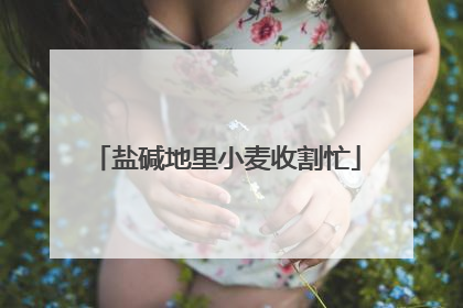 盐碱地里小麦收割忙