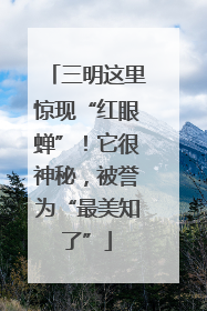 三明这里惊现“红眼蝉”！它很神秘，被誉为“最美知了”
