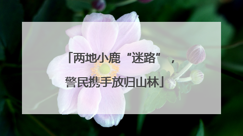 两地小鹿“迷路”，警民携手放归山林
