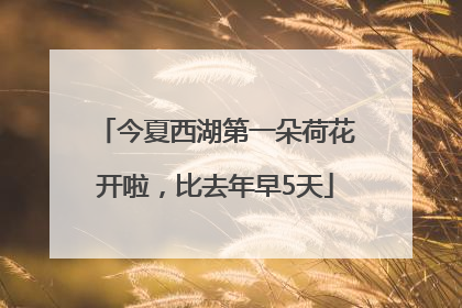 今夏西湖第一朵荷花开啦，比去年早5天