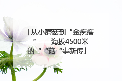 从小蘑菇到“金疙瘩“——海拔4500米的““菇“事新传