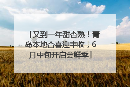 又到一年甜杏熟！青岛本地杏喜迎丰收，6月中旬开启尝鲜季