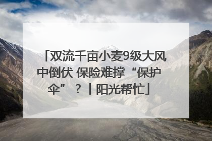 双流千亩小麦9级大风中倒伏 保险难撑“保护伞”？丨阳光帮忙