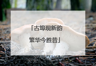 古埠现新韵 繁华今胜昔