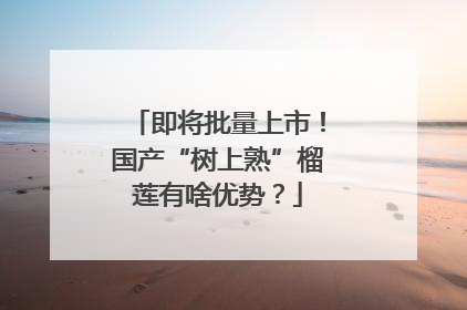 即将批量上市！国产“树上熟”榴莲有啥优势？