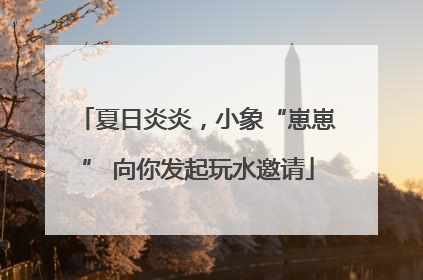 夏日炎炎，小象“崽崽” 向你发起玩水邀请