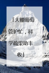 大棚葡萄管护忙，科学疏果助丰收