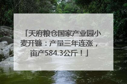 天府粮仓国家产业园小麦开镰：产量三年连涨，亩产584.3公斤！