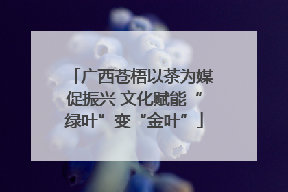 广西苍梧以茶为媒促振兴 文化赋能“绿叶”变“金叶”