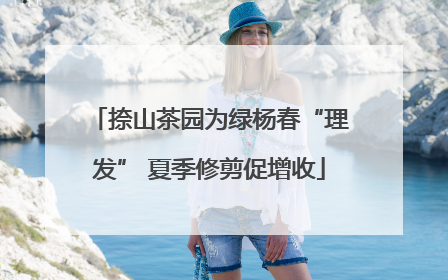捺山茶园为绿杨春“理发” 夏季修剪促增收
