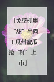 戈壁棚里“甜”出圈！瓜州蜜瓜抢“鲜”上市