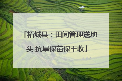 柘城县：田间管理送地头 抗旱保苗保丰收