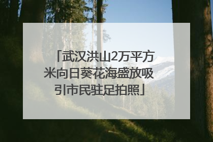武汉洪山2万平方米向日葵花海盛放吸引市民驻足拍照