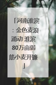 河南淮滨：金色麦浪涌动 淮滨80万亩弱筋小麦开镰
