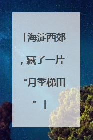 海淀西郊，藏了一片“月季梯田”