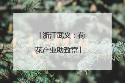浙江武义：荷花产业助致富