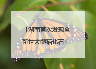 湖南首次发现全新世大熊猫化石