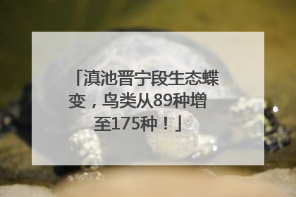 滇池晋宁段生态蝶变，鸟类从89种增至175种！