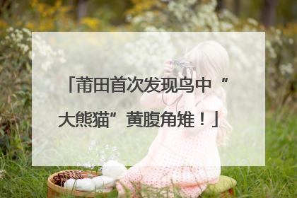 莆田首次发现鸟中“大熊猫”黄腹角雉！