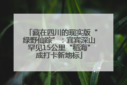 藏在四川的现实版“绿野仙踪”：宜宾深山罕见15公里“稻海”成打卡新地标