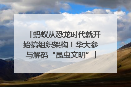 蚂蚁从恐龙时代就开始搞组织架构！华大参与解码“昆虫文明”