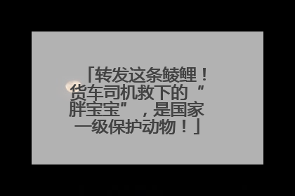 转发这条鲮鲤！货车司机救下的“胖宝宝”，是国家一级保护动物！