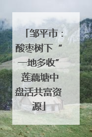 邹平市：酸枣树下“一地多收” 莲藕塘中盘活共富资源