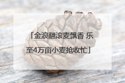 金浪翻滚麦飘香 乐至4万亩小麦抢收忙
