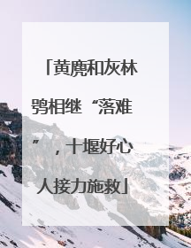 黄麂和灰林鸮相继“落难”，十堰好心人接力施救