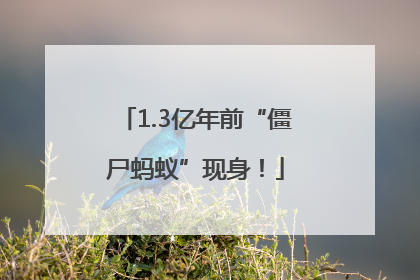 1.3亿年前“僵尸蚂蚁”现身！