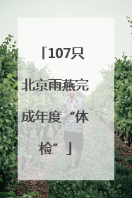 107只北京雨燕完成年度“体检”